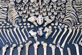 Nos ancêtres avaient des os plus solides