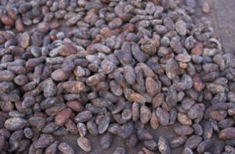 Alzheimer : l'effet protecteur du cacao 
