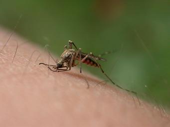 Paludisme : un vaccin prévu pour 2014 