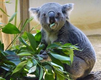 Sida : sur la piste de la guérison grâce aux koalas 