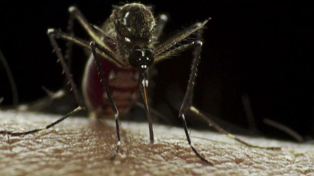 Nouvelle-Calédonie : la dengue fait une 8e victime