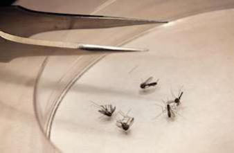Chikungunya : un premier cas autochtone aux Etats-Unis