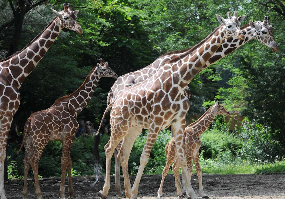 Anatomie : le secret du ligament qui fait tenir les girafes debout