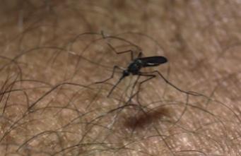 Chikungunya : un champignon pour éliminer les moustiques ?