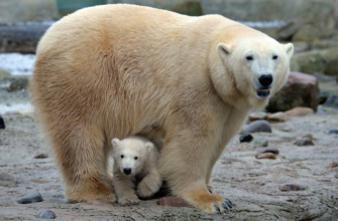 Cholestérol : pourquoi l'ours polaire est protégé