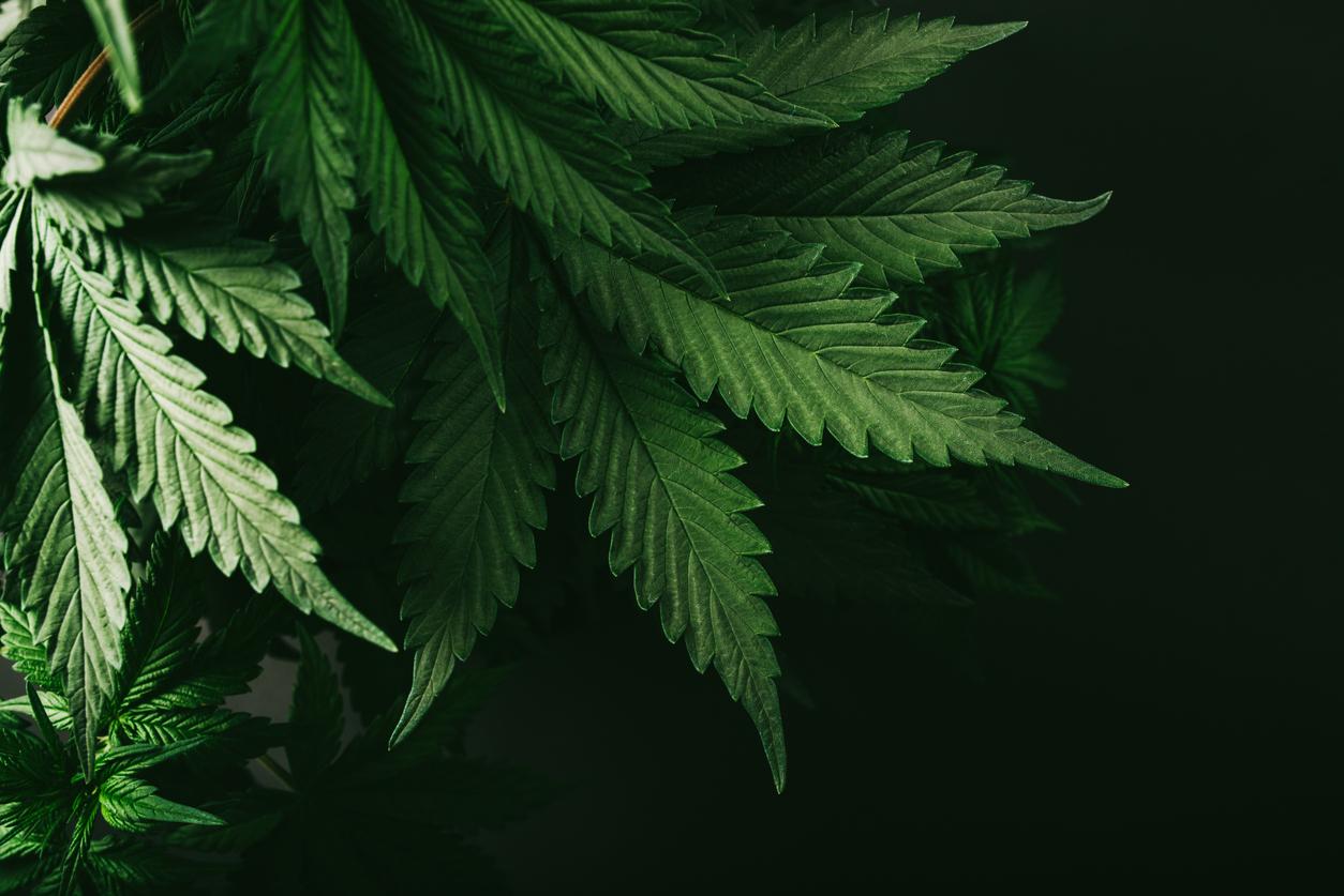 Un traitement à base de cannabis serait efficace pour contrer l'addiction 