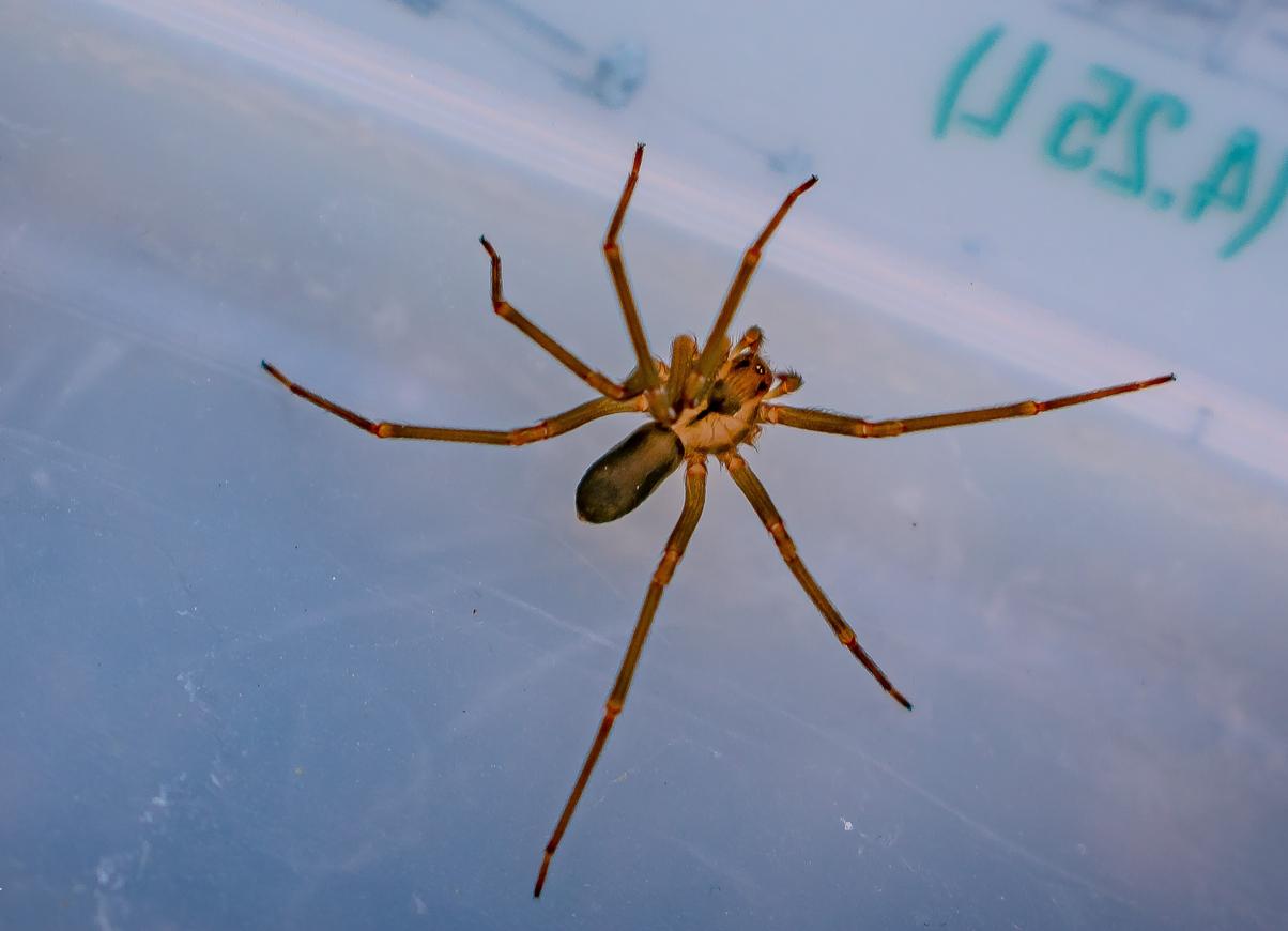 Grand-Est : un homme mordu par une araignée recluse a failli perdre son bras