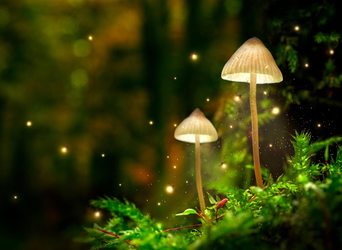 Etats-Unis : dépénalisation de champignons hallucinogènes pour lutter contre la dépression