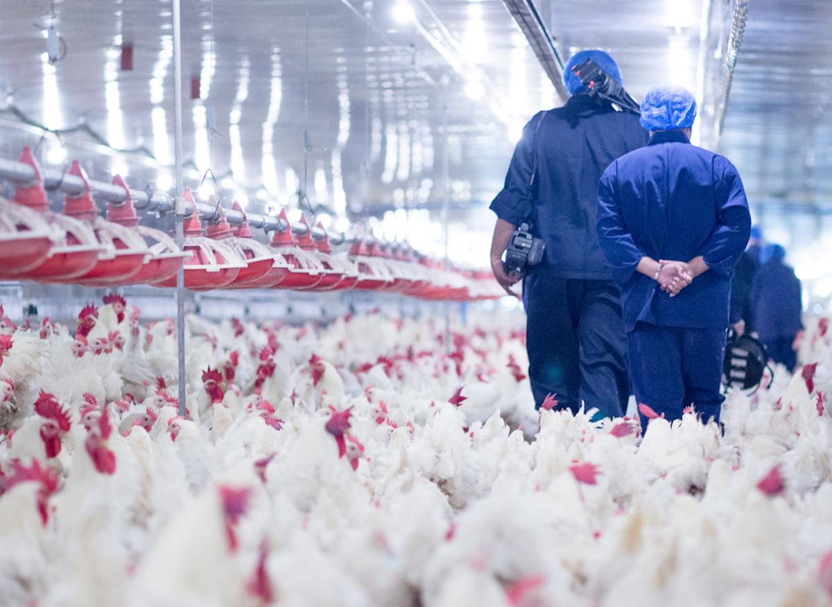 Les Etats-Unis veulent exporter du poulet au chlore en Europe