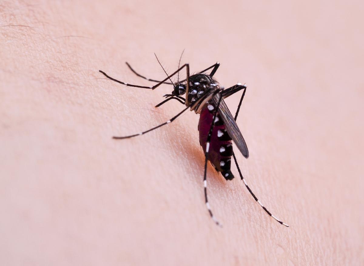 Dengue : un quartier de Bergerac se lance dans la chasse au moustique tigre