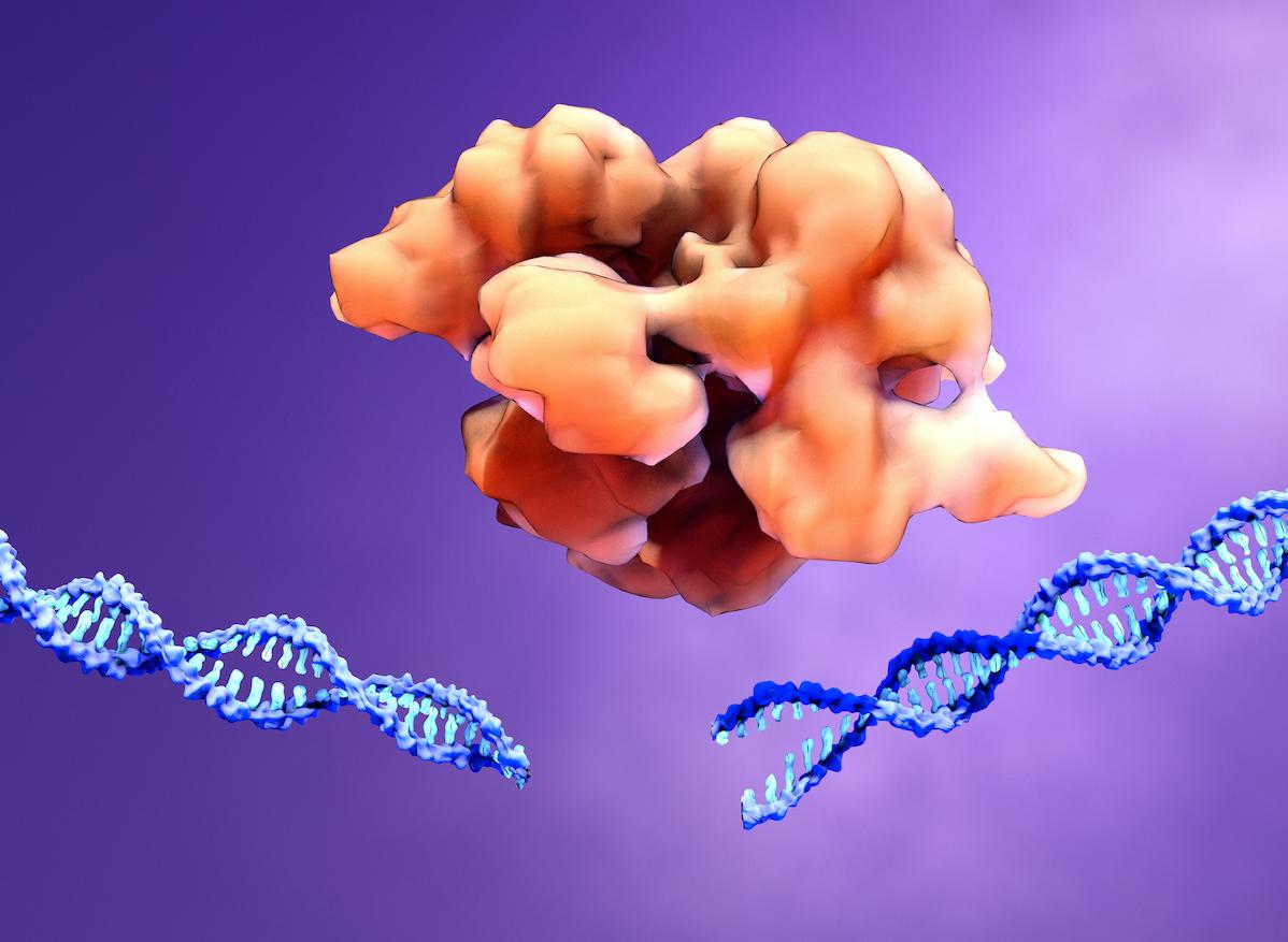 Thérapie génique : des chercheurs ont trouvé comment contourner le système immunitaire 