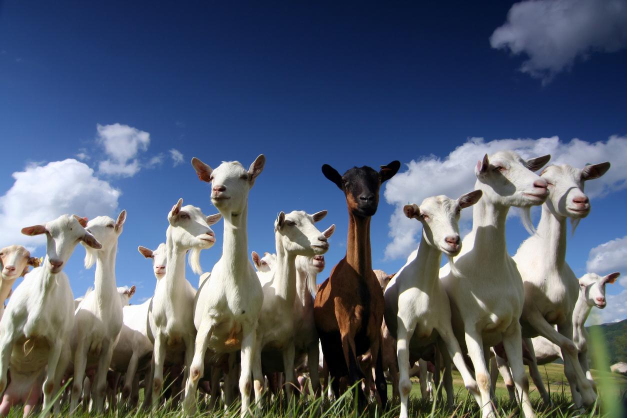 Cancer: des chèvres génétiquement modifiées pour fabriquer des médicaments dans leur lait 