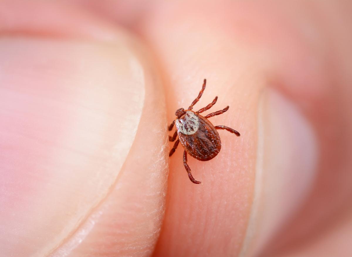 Maladie de Lyme : une « augmentation significative » du nombre de cas en 2018