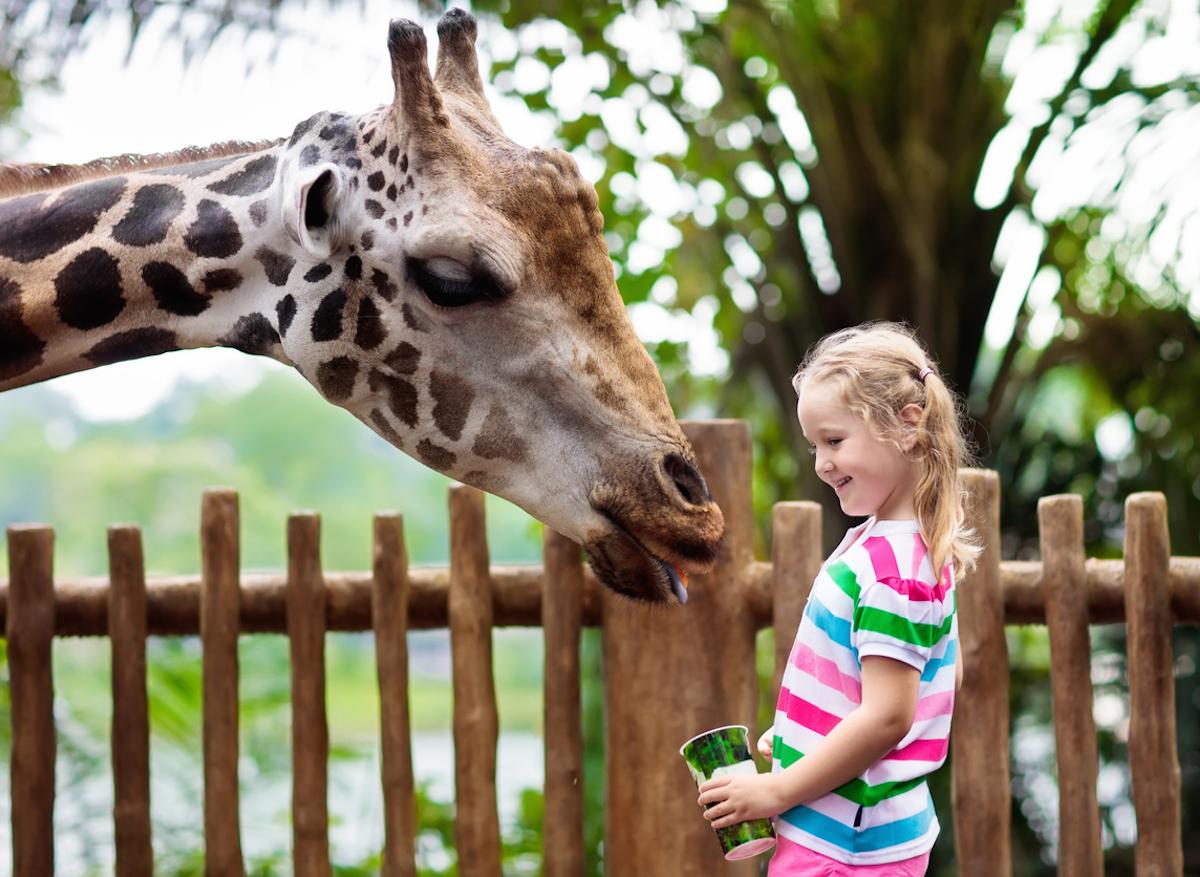 Les animaux des zoos peuvent transmettre aux visiteurs des bactéries résistantes aux médicaments 