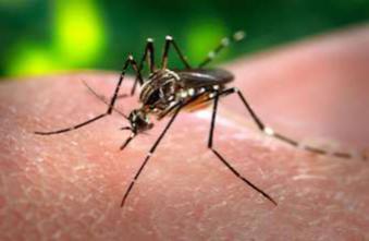 Chikungunya : la Polynésie française touchée
