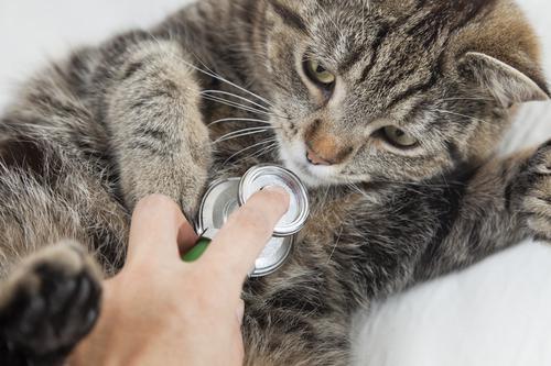 Grippe aviaire : une première transmission du chat à l’homme