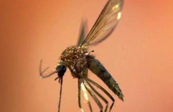 Paludisme : une forme plus mortelle se propage en Malaisie