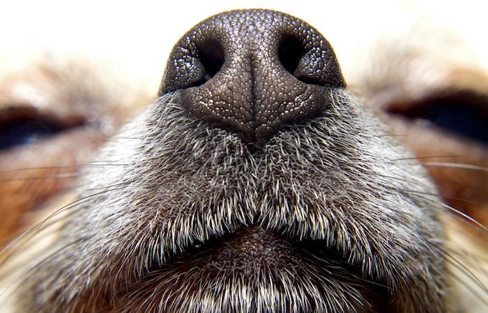 Odorat : l'homme a autant de flair que les chiens