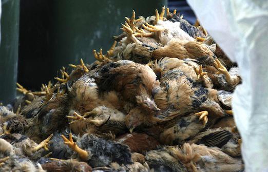 Grippe aviaire : le Canada abat 146 000 volailles