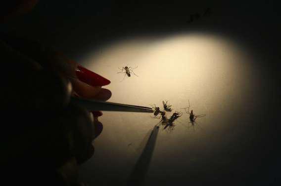 Dengue : un premier vaccin pour protéger les enfants