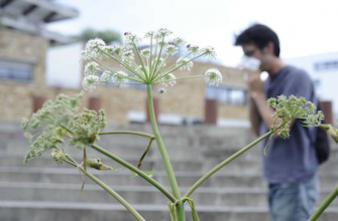 Allergies : 4 plantes invasives dans le collimateur des députés 