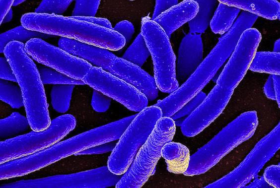 Antibiorésistance : découverte d'une 4ème superbactérie 
