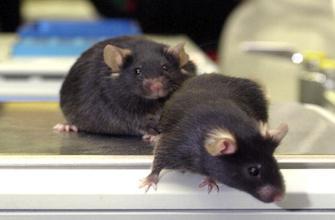 Mémoire : de faux souvenirs implantés à des souris