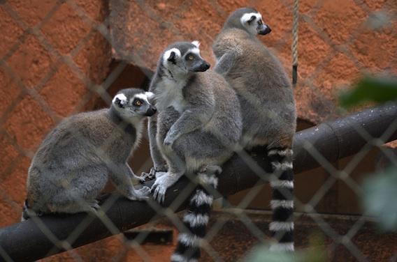 Zoo de Montpellier : un agent a contracté la fièvre Q