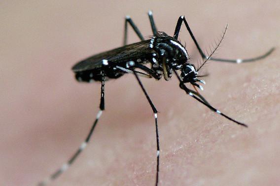 Zika : les femmes sont plus à risque d’infection sexuelle