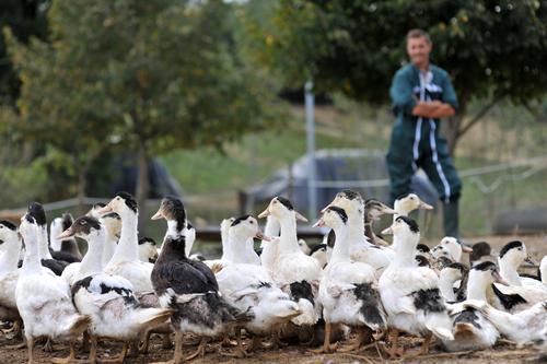 Grippe aviaire : la zone d'abattage élargie à 609 communes 
