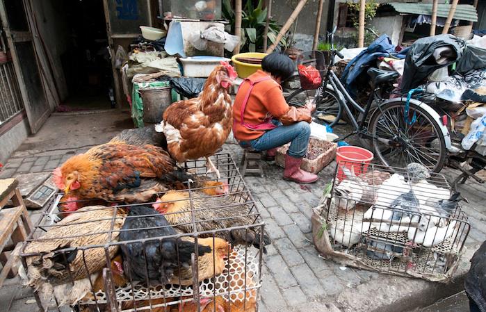 Grippe aviaire : 61 décès en Chine en un mois 