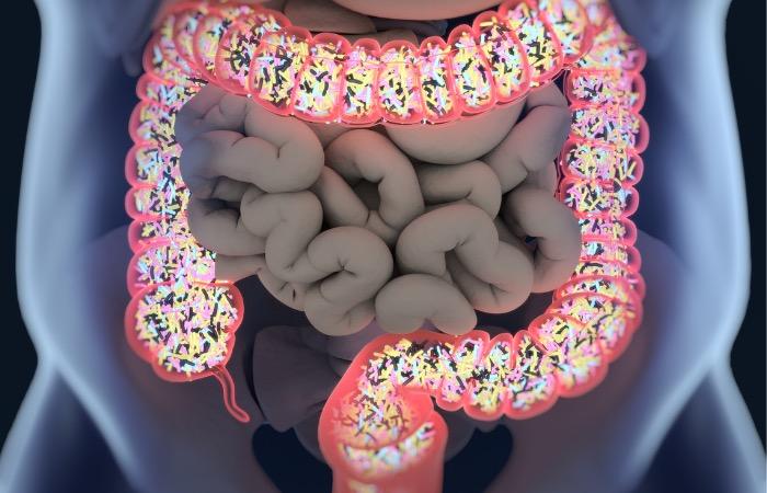Un microbiome intestinal sain est meilleur pour les artères 