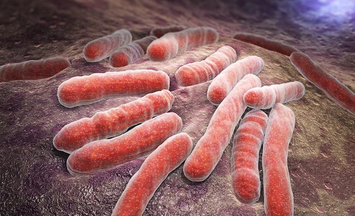 Superbactéries : plus de 30 000 morts en Europe à cause de politiques de santé « court-termistes »