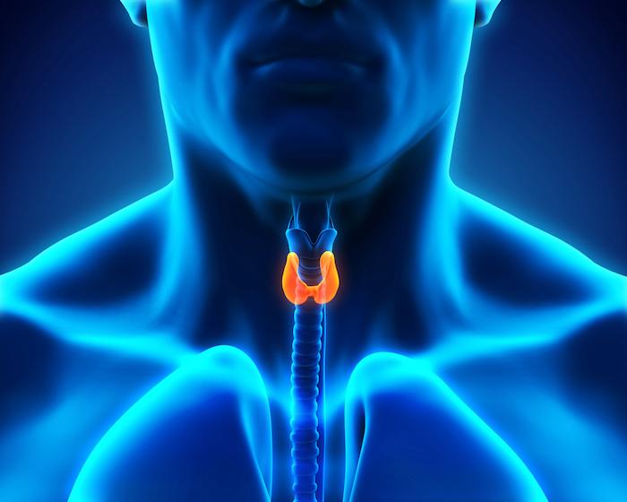 Derrière l’affaire Levothyrox… il y a la thyroïde !