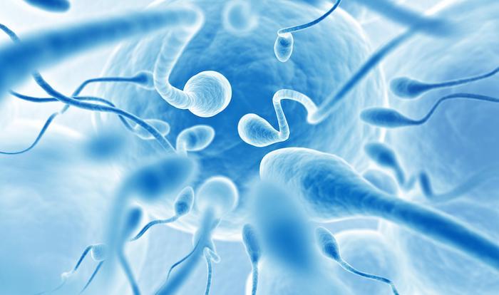 Perturbateurs endocriniens : l'exposition pendant la grossesse modifie la fertilité sur plusieurs générations