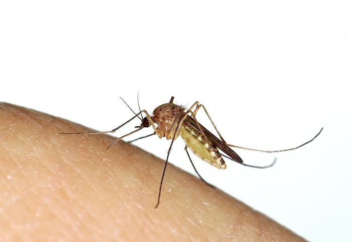 Virus Usutu : comment reconnaître le moustique culex et s'en protéger ?