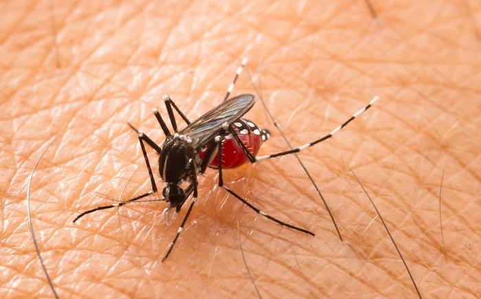 Zika, dengue : les ultrasons diffusés sur YouTube peuvent-ils faire fuir les moustiques ?
