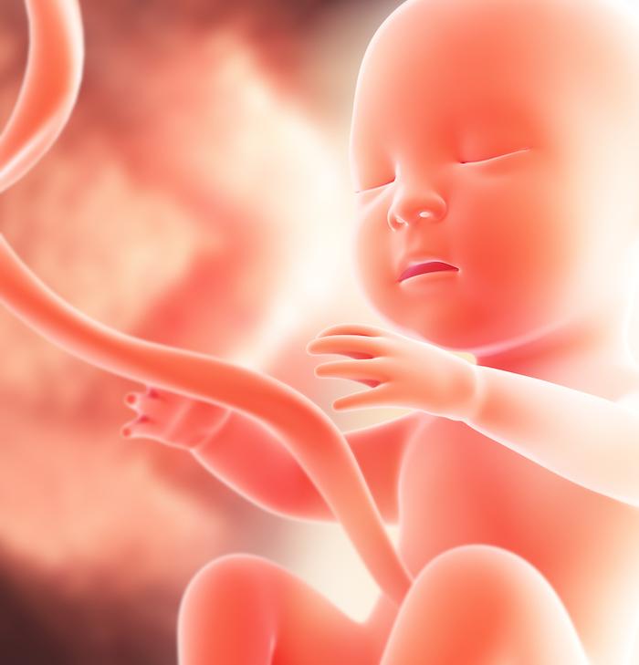 Le don d’ « organe » commence à la naissance