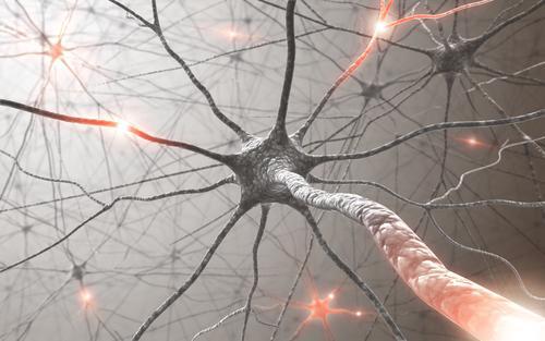 Cerveau : la greffe de neurones efficace sur les lésions du cortex 