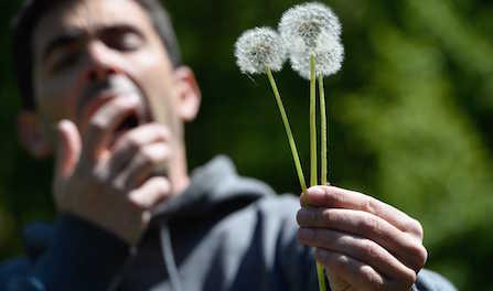 Allergies : alerte aux pollens sur presque toute la France