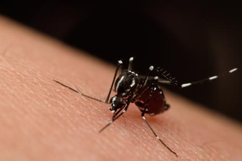 Un anticorps efficace contre Zika et la dengue