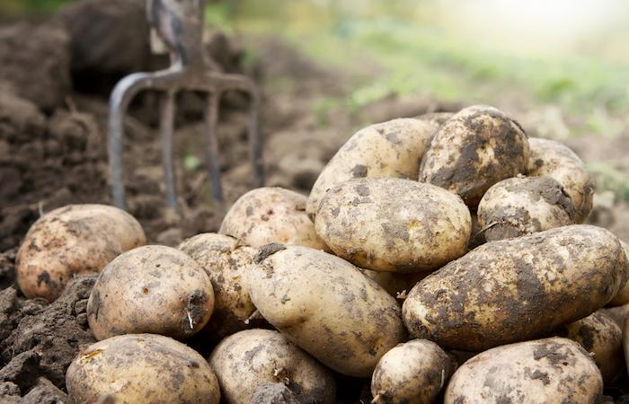 Clarebout Potatoes : la légionellose est bien en cause