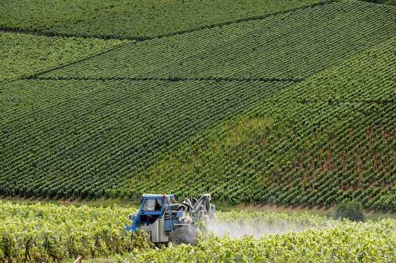 Pesticides : la famille d’un viticulteur porte plainte contre X