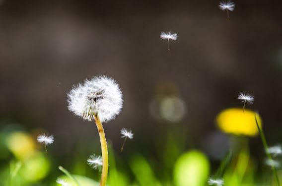Allergies :  toute la France envahie par les pollens de graminées