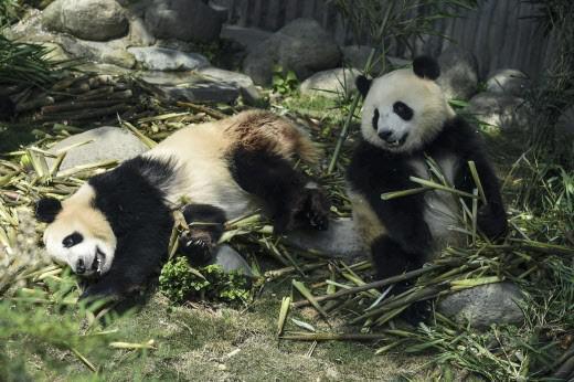 Le panda, un carnivore qui s'ignore