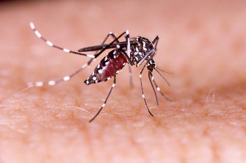 Zika, Dengue, Chinkungunya : la moitié du continent américain menacé
