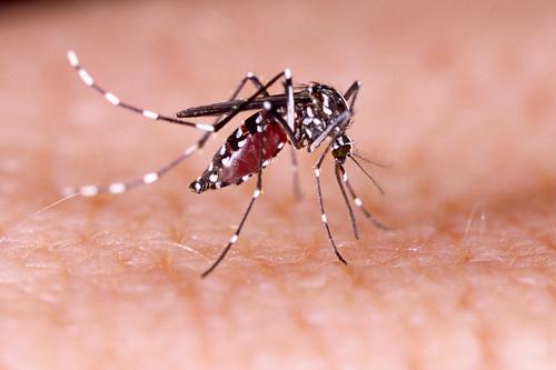 Zika : l'infection des bébés jumeaux dépend de leurs gènes 