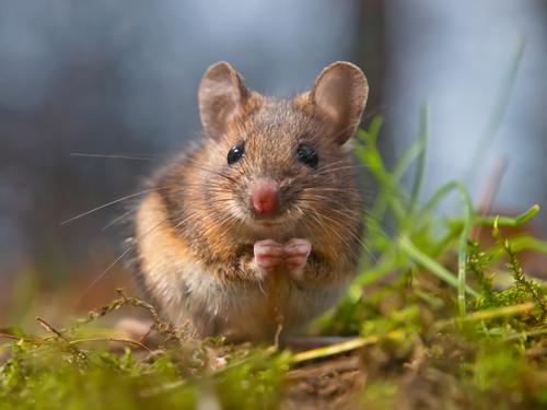 Stimulation cérébrale : des souris transformées en féroces prédateurs 