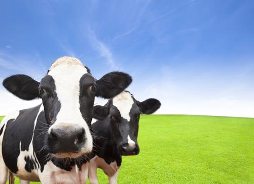 Les animaux d’élevage font les résistances aux antibiotiques