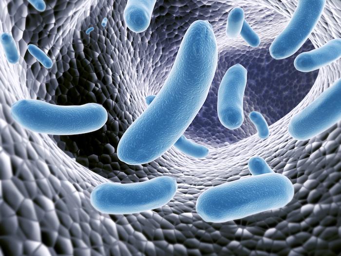 Génétique ou mode de vie : qu’est-ce qui façonne les bactéries contenues dans notre corps ?
